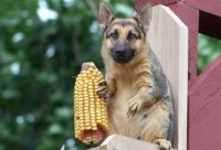 Элитный пушистый спецотряд Путина - часть вторая: Атака на Вашингтон