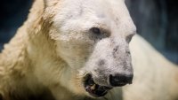 На Земле Франца-Иосифа белый медведь растерзал человека