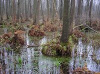 Шла б ты лесом, Украина!