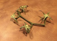 Ветку от томатов на Ebay выдали за органический беспилотник