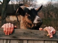 Абсурдные новости. 29 января 2016 года. Алексей Зотьев