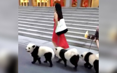 Жительница Сингапура превратила своих чау-чау в панд