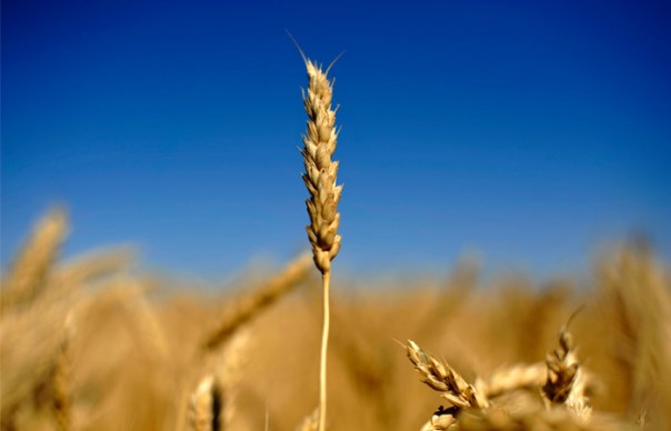 Зерновой союз признал использование в выпечке предназначенной скоту пшеницы