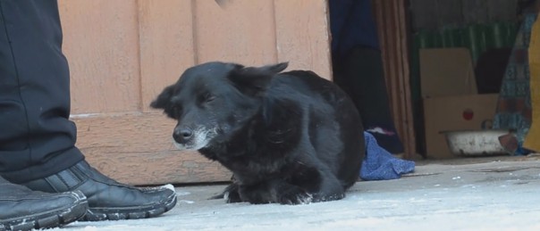 Двумя лапами за жизнь: необычная дворняга из Ясиноватой