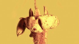 Ученые: вымерший цветок провел в янтаре 15 миллионов лет