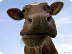 Регионы получили средства на развитие семейных животноводческих ферм