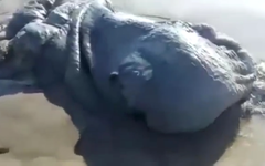 На пляж в Мексике выбросило тело непонятного морского существа