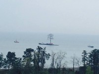 В Грузии миллиардеру по морю отправили дерево