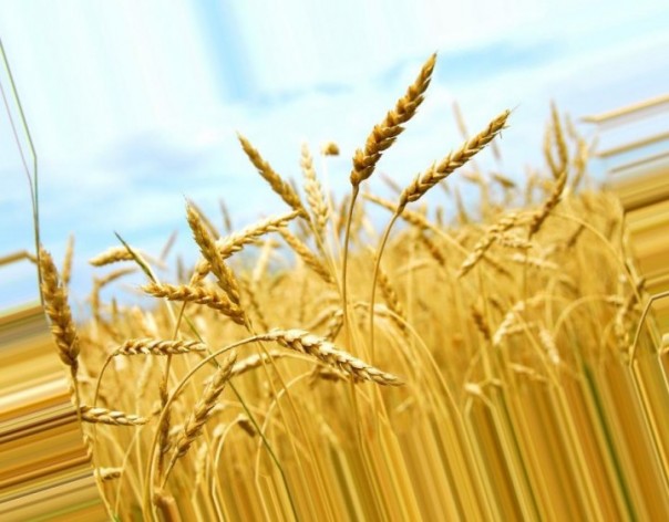 Колос вместо кулака, или Украина как аграрная супердержава