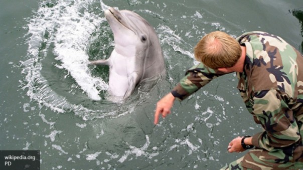 Минобороны РФ привлечет к службе дельфинов