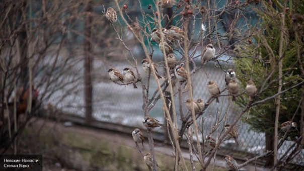 Что общего между китайскими воробьями и украинскими москалями