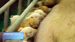 Программа "Проекты развития" от 1 марта 2016 года