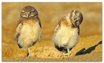 Евродепутаты поедут воочию убедиться, что #КРЫМНАШ