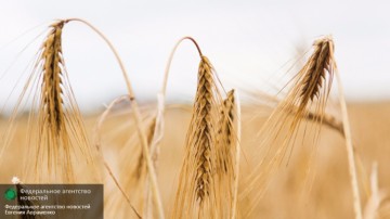 Новая афера Яценюка оставит украинцев без земли и будущего