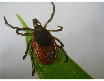 Сибирские ученые нашли способ блокировки вируса клещевого энцефалита