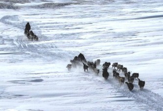 На Чукотке стартовал третий этап гонки на собачьих упряжках "Надежда"