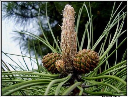 Любопытные истории слов и выражений (окончание)