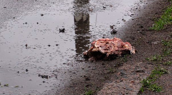 Огонь по поселку Еленовка под Донецком вели боевики нацбатальона «Айдар», полагают в Минобороны