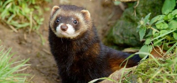 Хорёк ценой своей жизни остановил работу коллайдера Хорёк ценой своей жизни остановил работу коллайдера