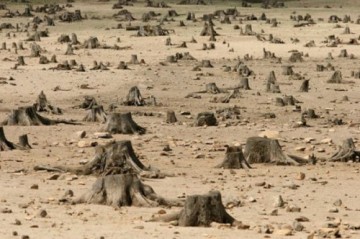 Лысая самостийность. Как скоро Украина останется без лесов?