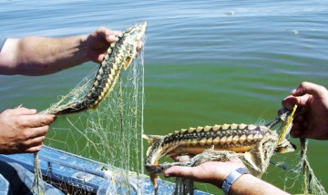 Зубастый осетр, или Почем икорка?