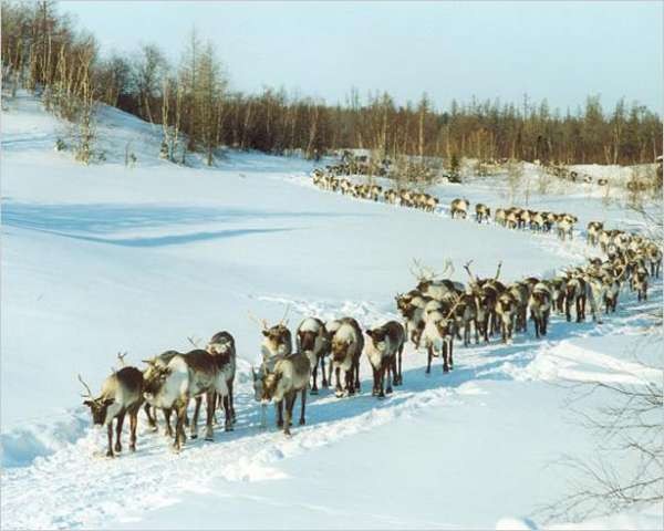 Дальневосточный гектар. Поможет ли новый закон освоить Дальний Восток? Дальневосточный гектар. Поможет ли новый закон освоить Дальний Восток?