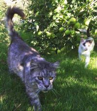 Грузинский исход: приходит новое прикрытие реформ... Владимир Скачко