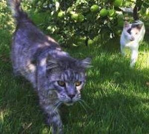 Грузинский исход: приходит новое прикрытие реформ... Владимир Скачко