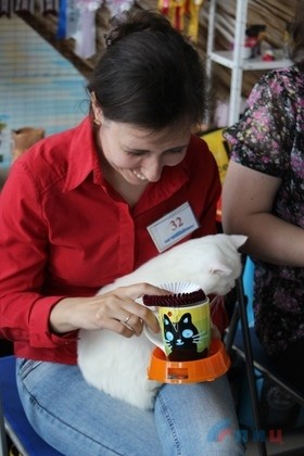 Заводчики из ЛНР и ДНР представили на выставке в Луганске более 40 котов и кошек 