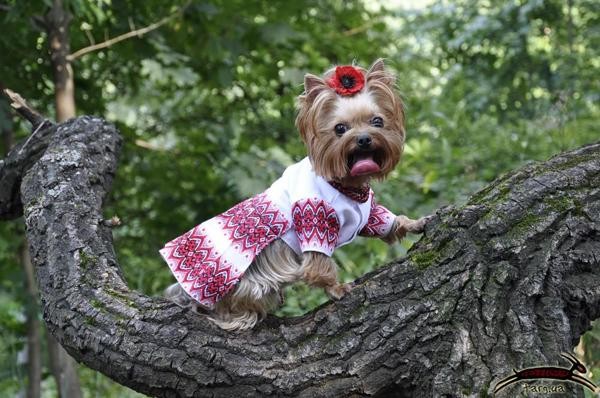 День вышиванки - гуляют все! День вышиванки - гуляют все!