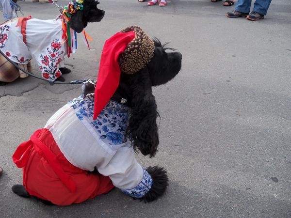 День вышиванки - гуляют все!