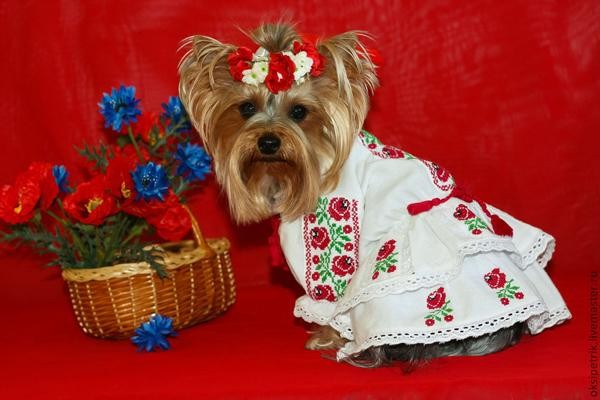 День вышиванки - гуляют все! День вышиванки - гуляют все!