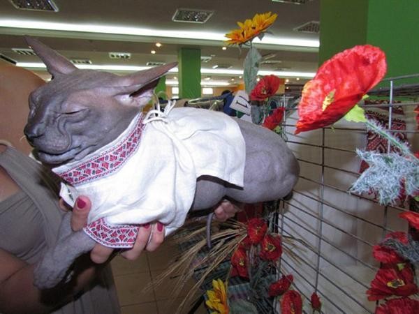 День вышиванки - гуляют все! День вышиванки - гуляют все!