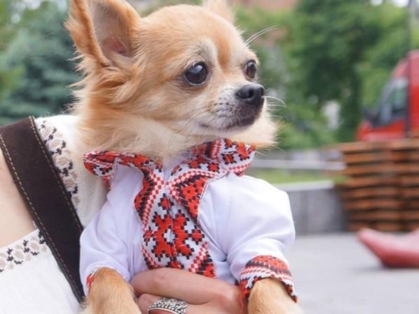 День вышиванки - гуляют все! День вышиванки - гуляют все!