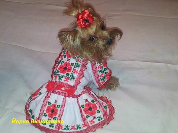 День вышиванки - гуляют все! День вышиванки - гуляют все!