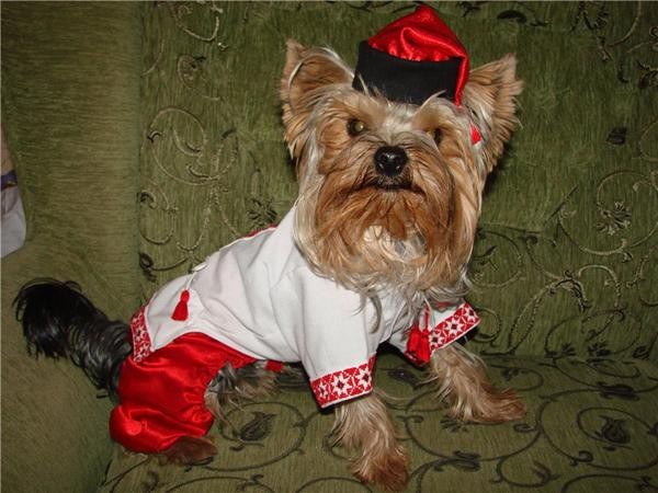 День вышиванки - гуляют все! День вышиванки - гуляют все!