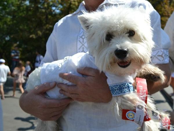 День вышиванки - гуляют все! День вышиванки - гуляют все!