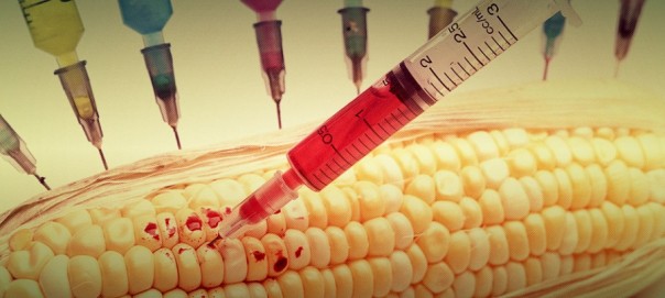 Экономическая удавка: США требуют снять запрет на поставки ГМО-продукции в Европу