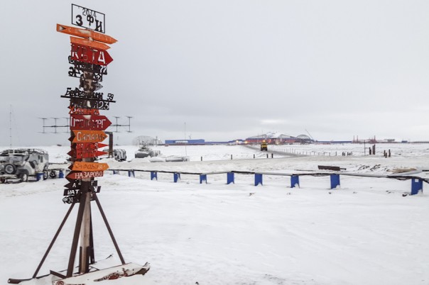 Арктический трилистник Арктический трилистник