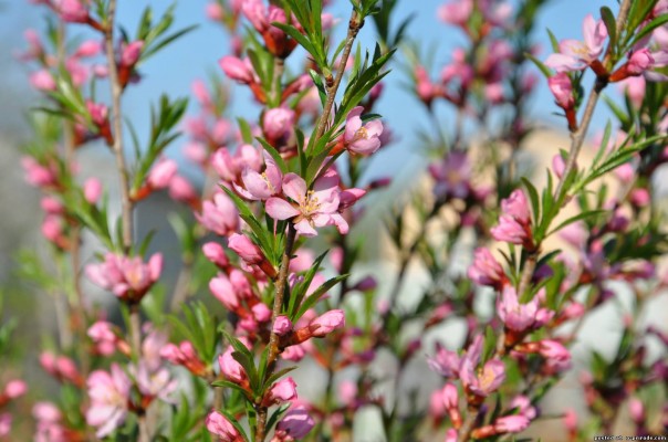 Расскажи, как цветёт миндаль