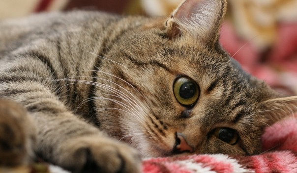 Полосатый кот Полосатый кот