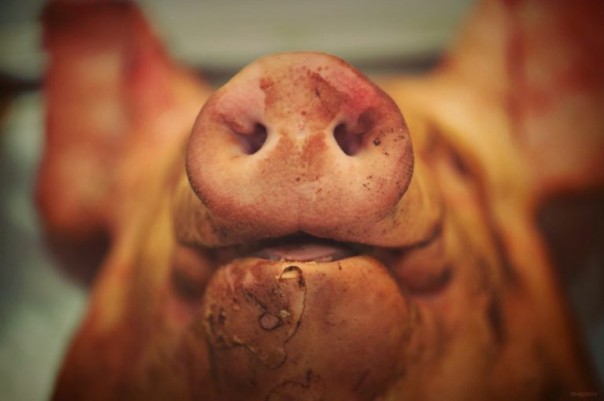 Свиная голова для фрау Меркель