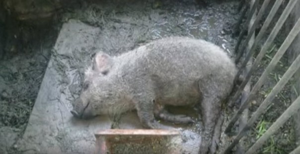 В европейском Львове жутко воняет из канализации. От вони дохнут гуси и поросята