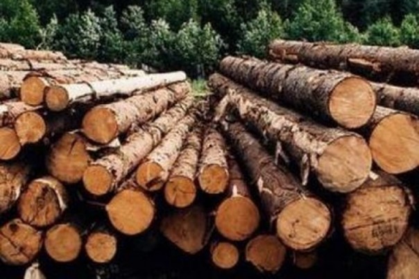 ЕС требует от Украины побыстрей вырубать лес 