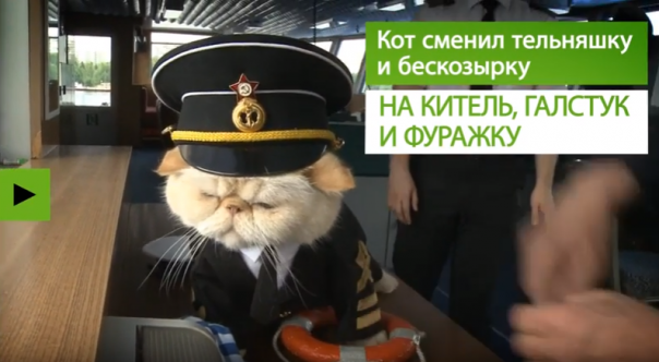 Кот Матрос и Боцман несут вахту на российском теплоходе