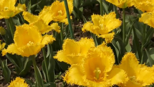 "Крымская весна" в Никитском ботаническом саду