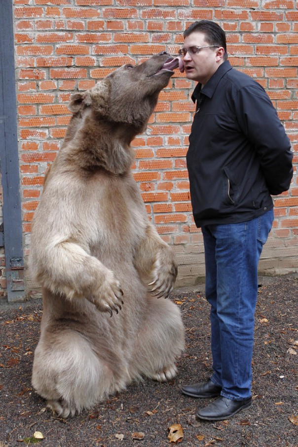 «Он сидит за столом». Англия потрясена русской семьей, живущей с медведем