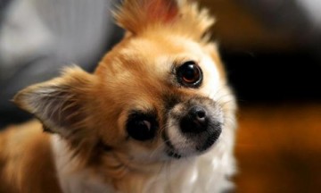 Скандал с собаками объединил политических оппонентов