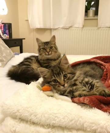 Кошки и котята: они, как две капли, похожи друг на друга!