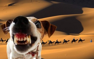 Знакомый лай Voice of America